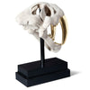 Phillips Collection Saber Tooth Tiger Skull