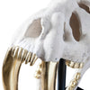 Phillips Collection Saber Tooth Tiger Skull