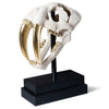 Phillips Collection Saber Tooth Tiger Skull