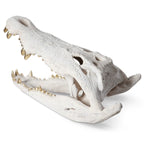 Phillips Collection Crocodile Skull Sculpture