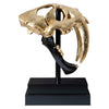 Phillips Collection Saber Tooth Tiger Skull