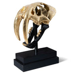 Phillips Collection Saber Tooth Tiger Skull