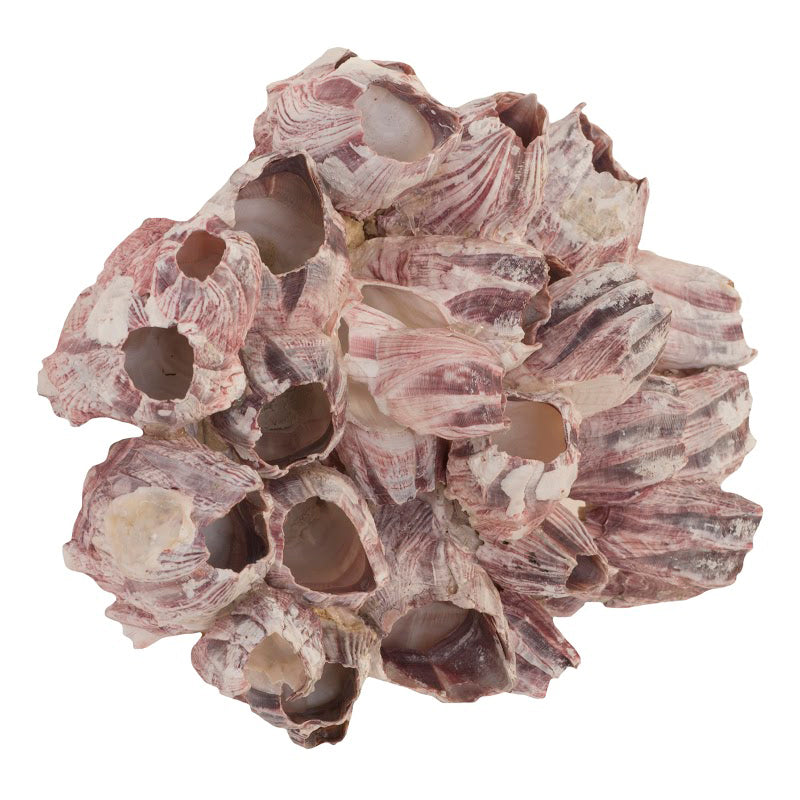 Phillips Collection Barnacle Cluster Wall Art