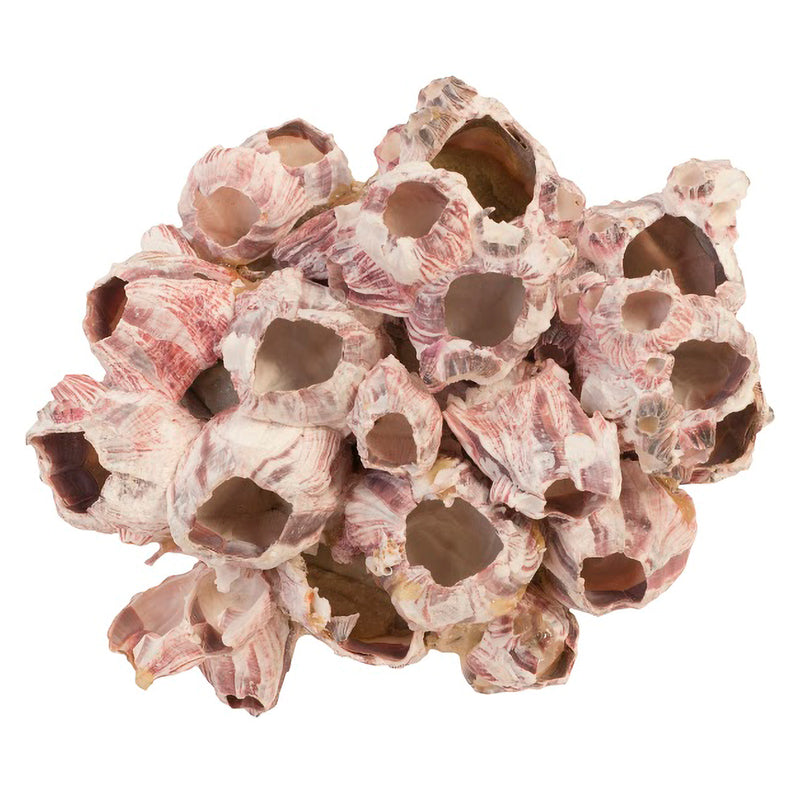 Phillips Collection Barnacle Cluster Wall Art