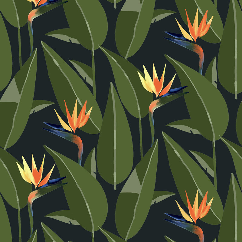 Mitchell Black Birds of Paradise Wallpaper