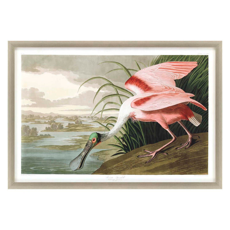 Audubon Roseate Spoonbill Framed Art