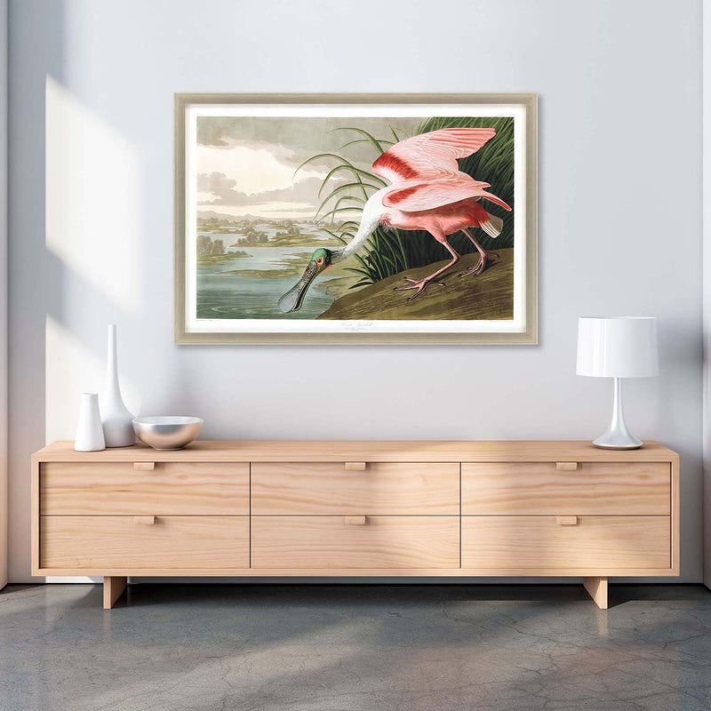 Audubon Roseate Spoonbill Framed Art