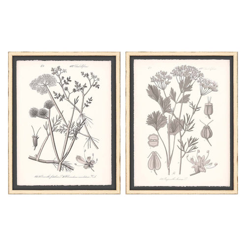 Grey Botanicals I Framed Art Set of 2