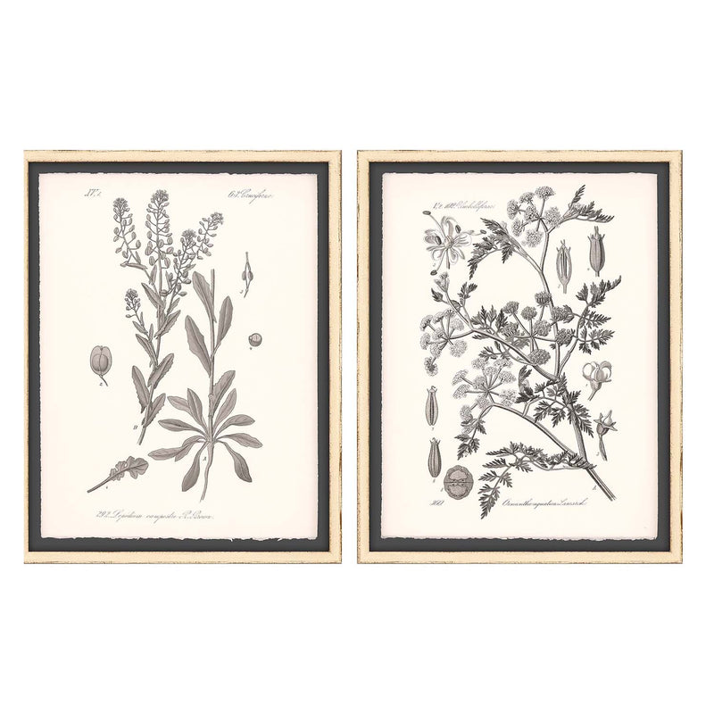 Grey Botanicals II Framed Art Set of 2