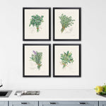 Roberts Herbs Framed Art Set of 4