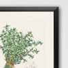 Roberts Herbs Framed Art Set of 4