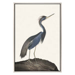 Audubon Great Heron I Framed Canvas Art