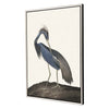 Audubon Great Heron II Framed Canvas Art