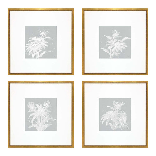 Paschke Echinacea Framed Art Set of 4