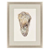 Slice Crassostrea Virginica II Framed Art