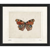 Inachis IO Framed Print