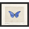 Morpho Rhetenor Cacica Framed Print