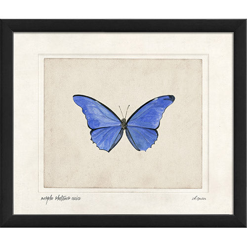 Morpho Rhetenor Cacica Framed Print