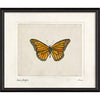 Danaus Plexippus Framed Print