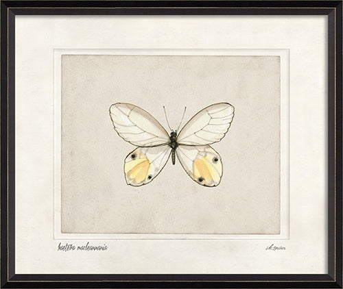 Haetera Macleannania Framed Print