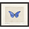 Morpho Rhetenor Cacica Framed Print