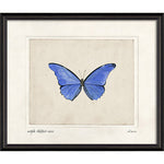 Morpho Rhetenor Cacica Framed Print