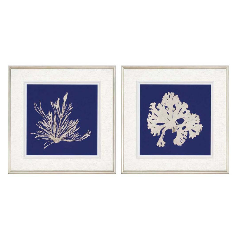 Vision Studio Seaweed on Navy II Framed Art Set of 2