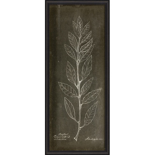 Bay Laurel I Framed Print