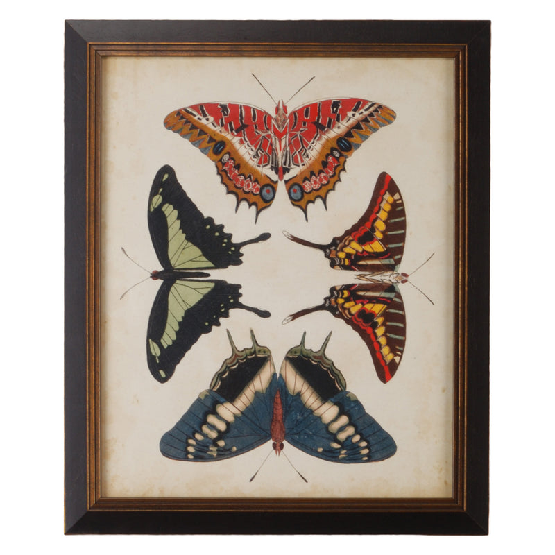 Chelsea House Display Of Butterflies Ii Framed Wall Art