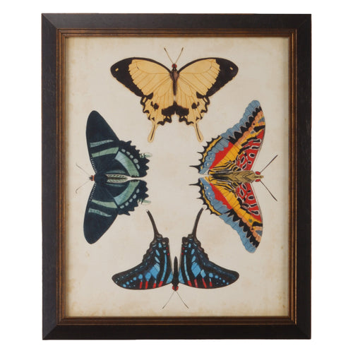 Chelsea House Display Of Butterflies Iii Framed Wall Art