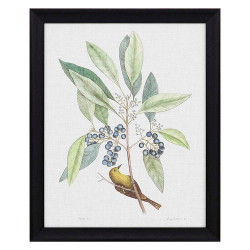 Catesby Studies in Nature IV Framed Art