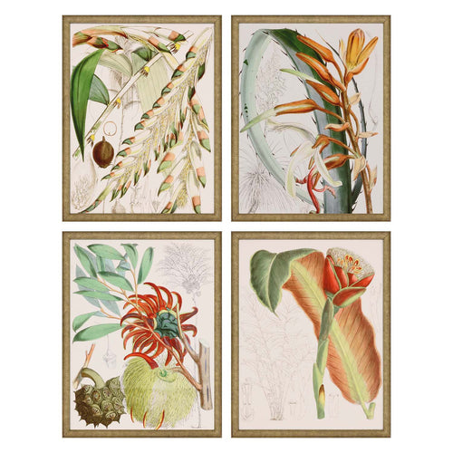 Curtis Tropical Variety Framed Art Set of 4