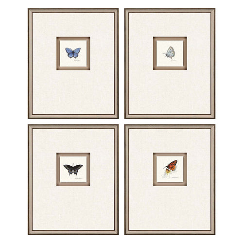 Roberts Butterfly Study I Framed Art Set of 4