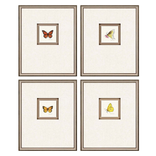 Roberts Butterfly Study II Framed Art Set of 4