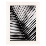 Swearingen Palm Frond I Framed Art