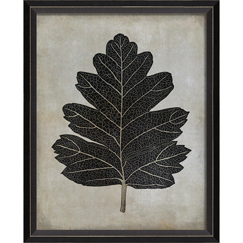 Hawthorn Leaf Framed Print