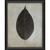 Leaf No 3 Framed Print