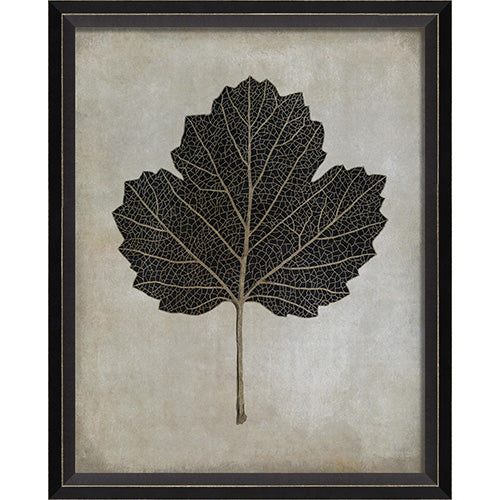 Viburnum Opulus Framed Print