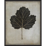 Viburnum Opulus Framed Print