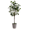 Faux Polyscias Fruticosa Potted Tree