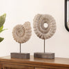 Latimer Ammonite Shell Table Decor Set of 2